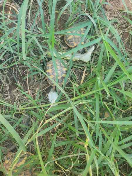 Tortues hermann pas cher