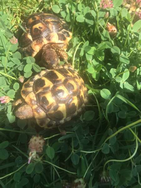 Tortues hermann bébés