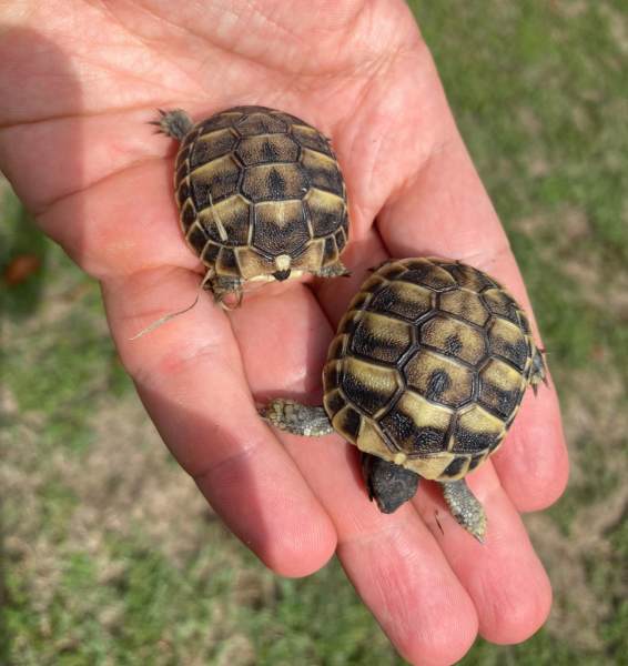 Vente Tortues hermann juveniles