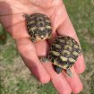 Tortues hermann juveniles pas cher