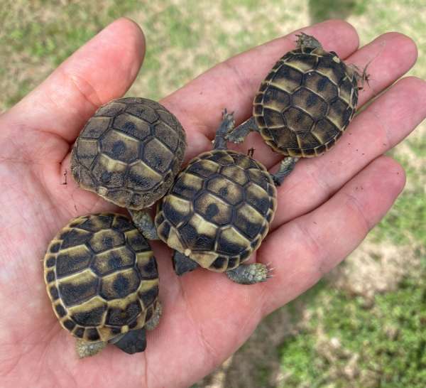 Tortues hermann juveniles