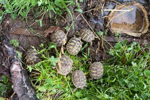 Tortues hermann juveniles pas cher