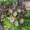 Annonce Tortues hermann juveniles