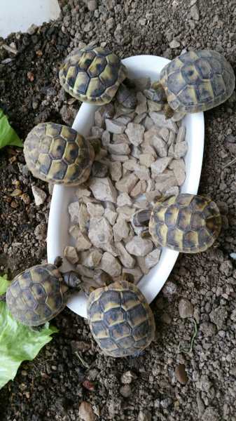 Vente Tortues hermann juv&eacute;niles