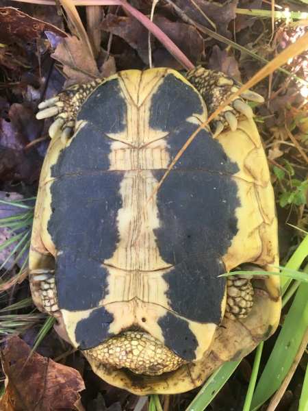 Vente Tortues hermann males 13 ans