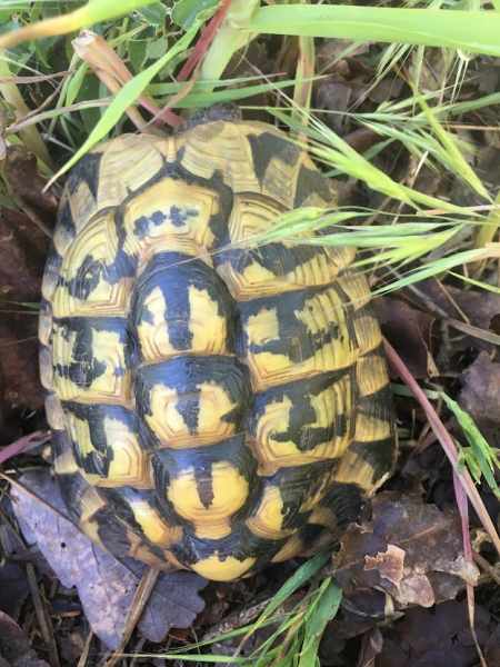 Tortues hermann males 13 ans pas cher