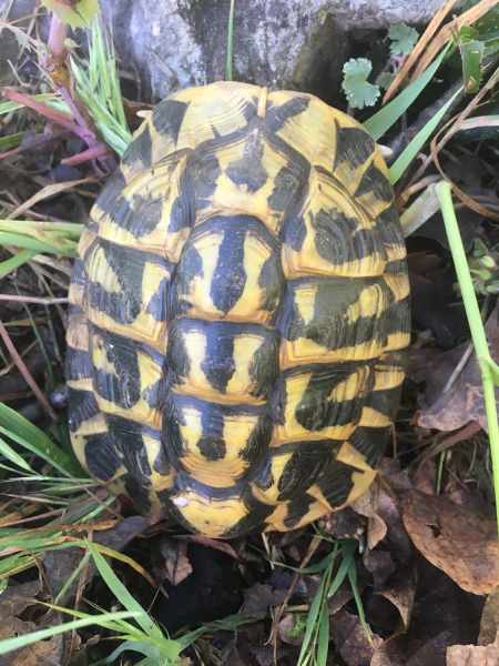 Tortues hermann males 13 ans