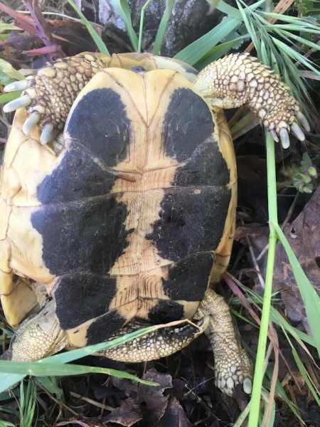 Annonce Tortues hermann males 13 ans