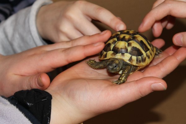 Tortues hermann - tortue de terre + puce/cites