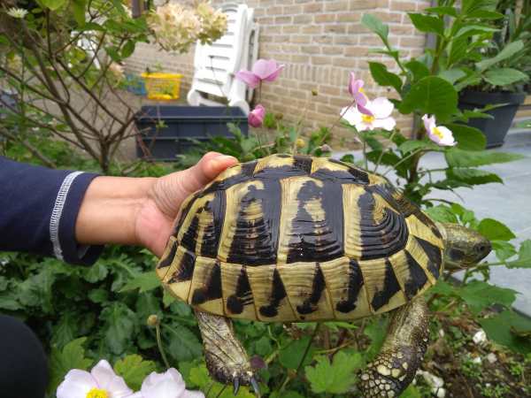 Tortues hermann - tortue de terre + puce/cites pas cher