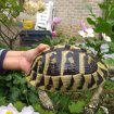 Annonce Tortues hermann - tortue de terre + puce/cites