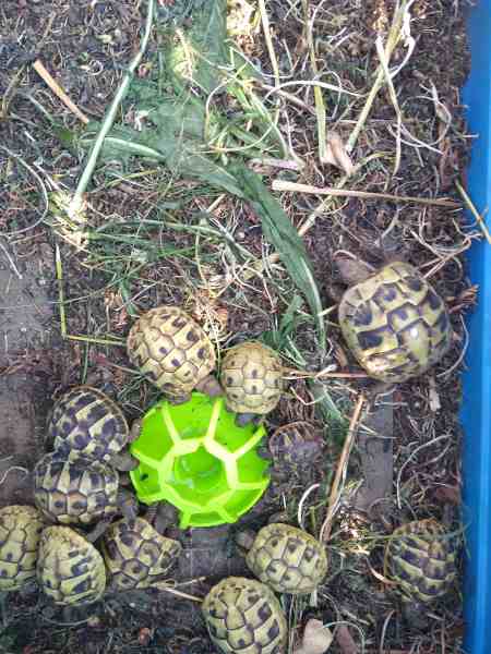 Annonce Tortues hermann - tortue de terre + puce/cites