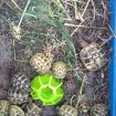 Tortues hermann - tortue de terre + puce/cites occasion