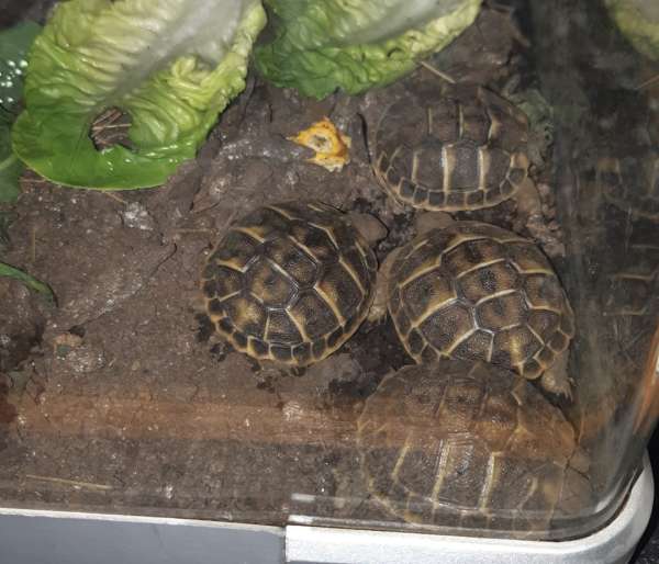 Tortues hh