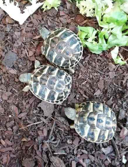 Tortues juveniles