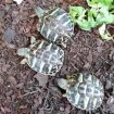 Tortues juveniles