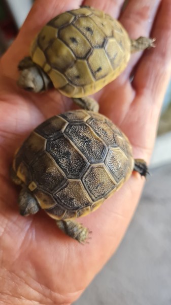 Tortues juveniles