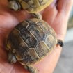 Tortues juveniles
