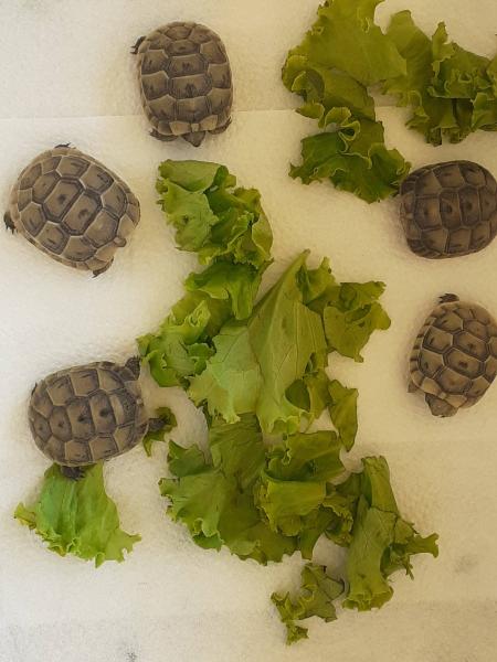Vente Tortues juveniles