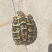 Bébé tortue de terre pas cher