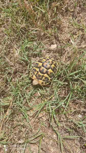 Bébé tortue de terre pas cher