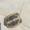 Bébé tortue de terre occasion
