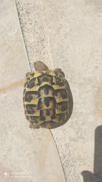 Bébé tortue de terre