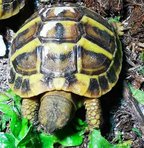 Tortues n&eacute;es 2025