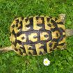 Tortues pour le jardin - tortue hermann - élevage