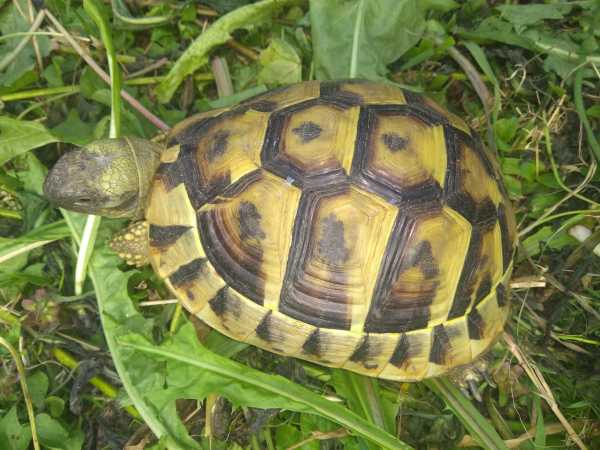 Vente Tortues pour le jardin - tortue hermann - élevage