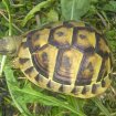 Tortues pour le jardin - tortue hermann - élevage pas cher