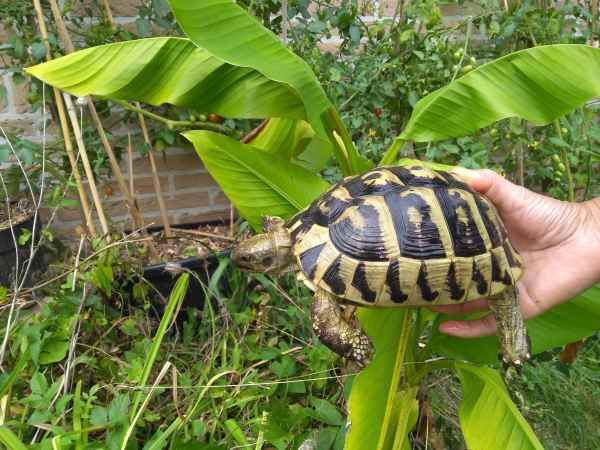 Annonce Tortues pour le jardin - tortue hermann - élevage