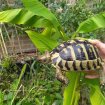 Tortues pour le jardin - tortue hermann - élevage occasion