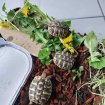 Tortues terrestre occasion