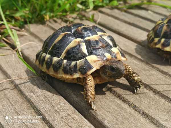 Tortues de terre pas cher