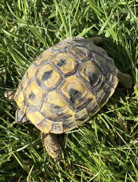 Torture hh juv&eacute;nile