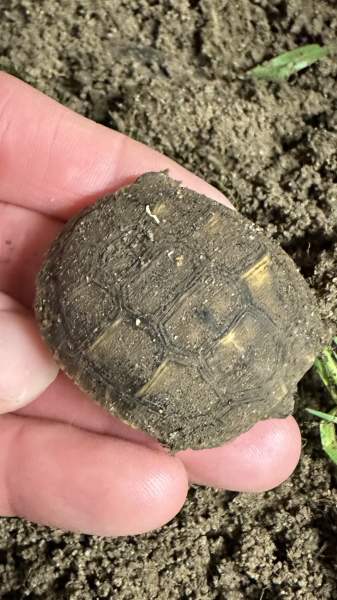 Torture juv&eacute;nile