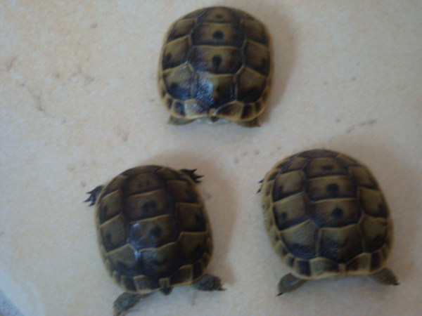 Vente Tourte de terre juvenile