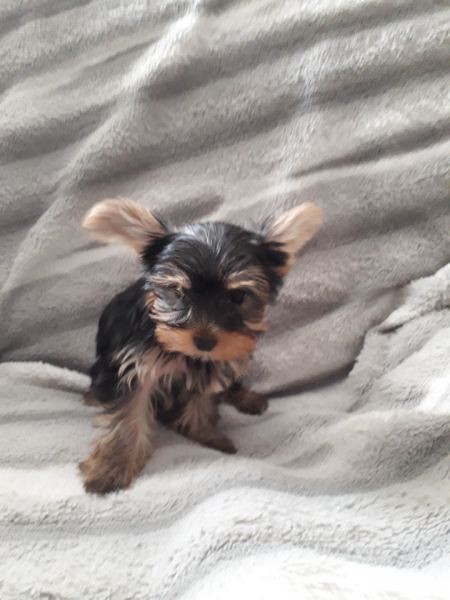 Urgent c&egrave;de chiot