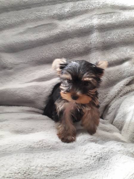 Vente Urgent c&egrave;de chiot