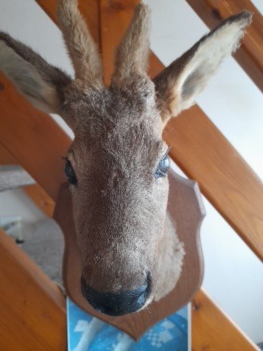 Vend  beau troph&eacute;e chasse