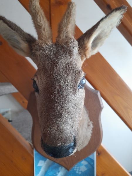 Vend  beau troph&eacute;e chasse pas cher