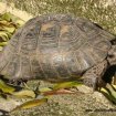 Vend tortue ibera male adulte (reproducteur)