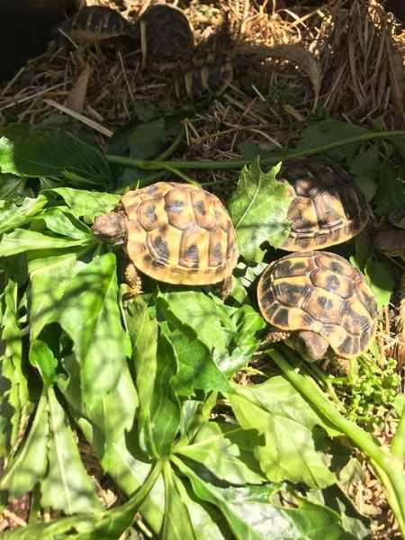 Vend tortues de terre