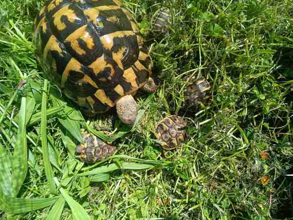Vend tortues de terre
