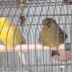Vends couples canaries