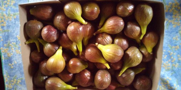 Vends figues