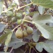 Annonce Vends figues
