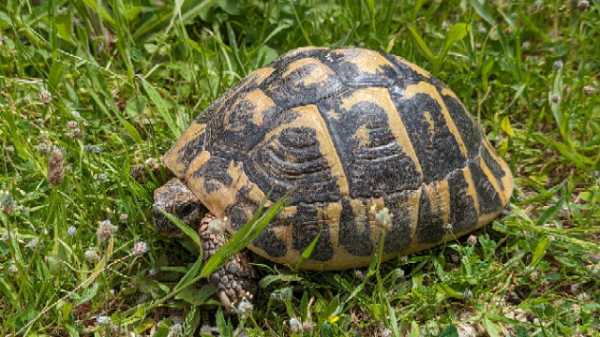 Annonce Vends tortue hermann varoise femelle adulte