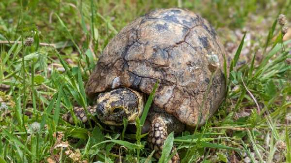 Vends tortue femelle adulte hermann varoise